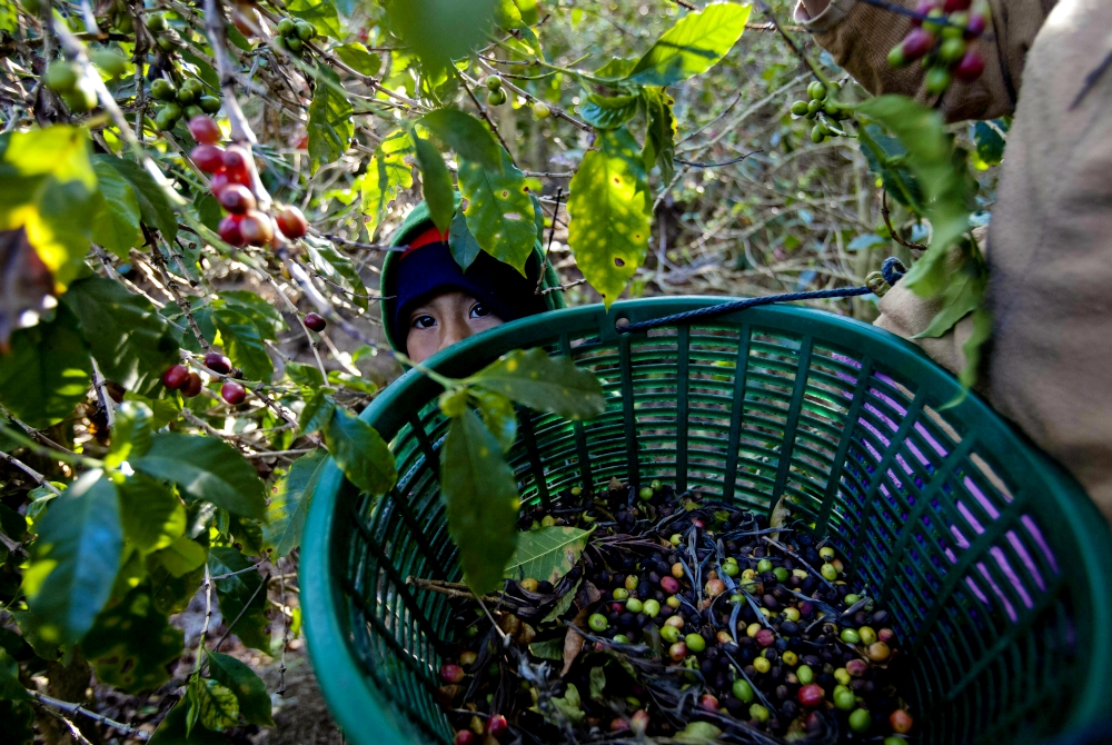 As climate effects hit coffee crops, Guatemalan farmers migrants